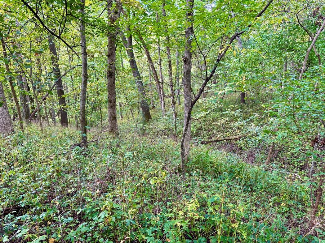 Tbd Dump Hill Road Houston, MN 55943 - Photo 21 of 55 Gallery Image 21