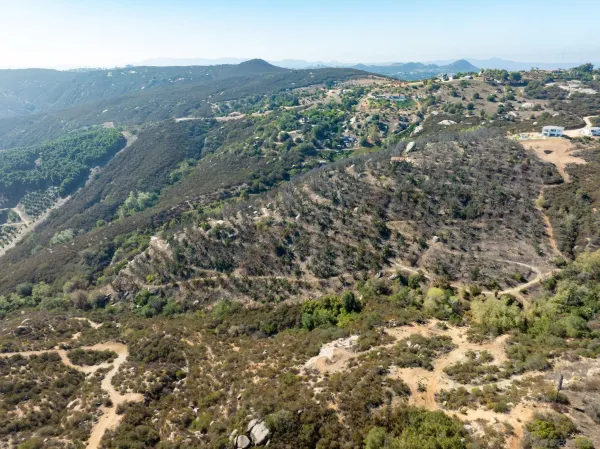 a view of a forest with a tree