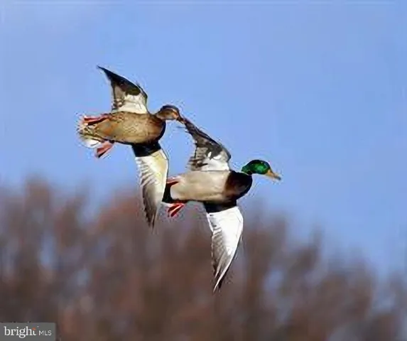 a view of a lake with a bench and trees