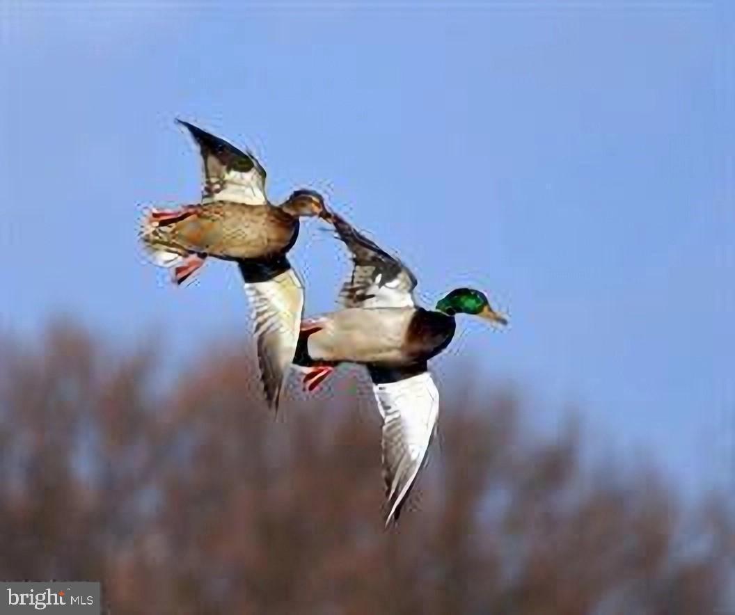 3152 B Covewood Court Falls Church, VA 22042 - Photo 18 of 26