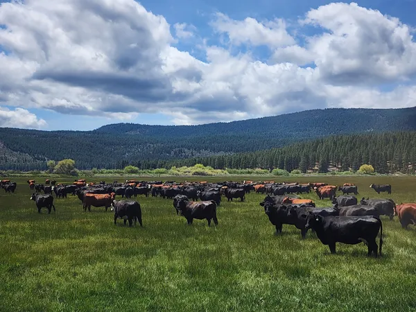 $8,500,000 | 1827 West Ball Mountain Little Shasta Road, Macdoel, CA 96058