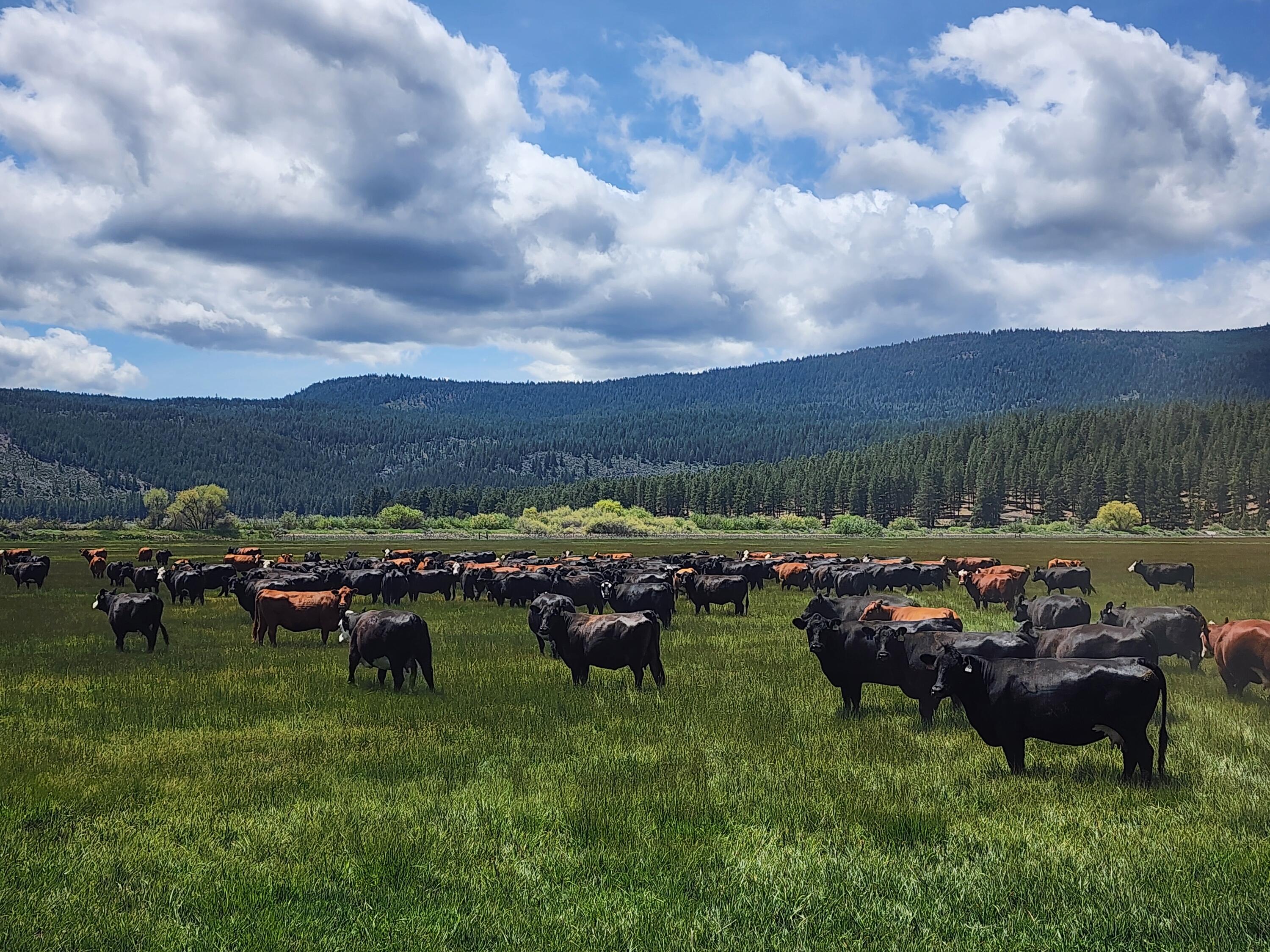 1827 West Ball Mountain Little Shasta Road Macdoel, CA 96058 - Photo 29 of 129 20250516_123712