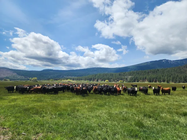 $8,500,000 | 1827 West Ball Mountain Little Shasta Road, Macdoel, CA 96058