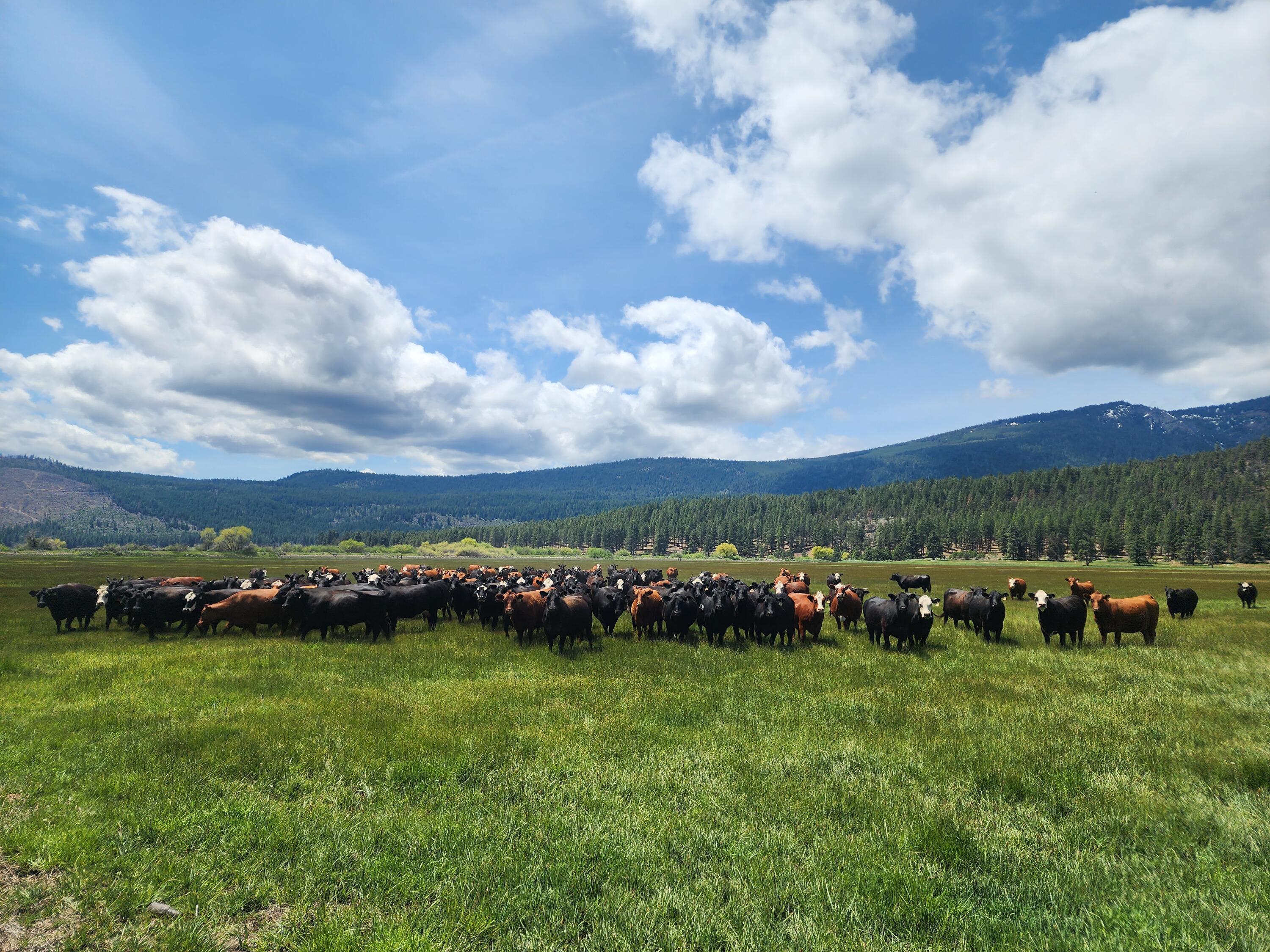 1827 West Ball Mountain Little Shasta Road Macdoel, CA 96058 - Photo 30 of 129 20250516_123755