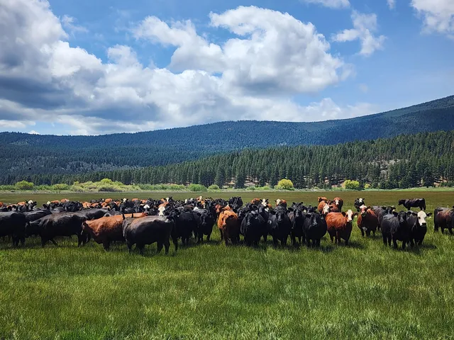 $8,500,000 | 1827 West Ball Mountain Little Shasta Road, Macdoel, CA 96058