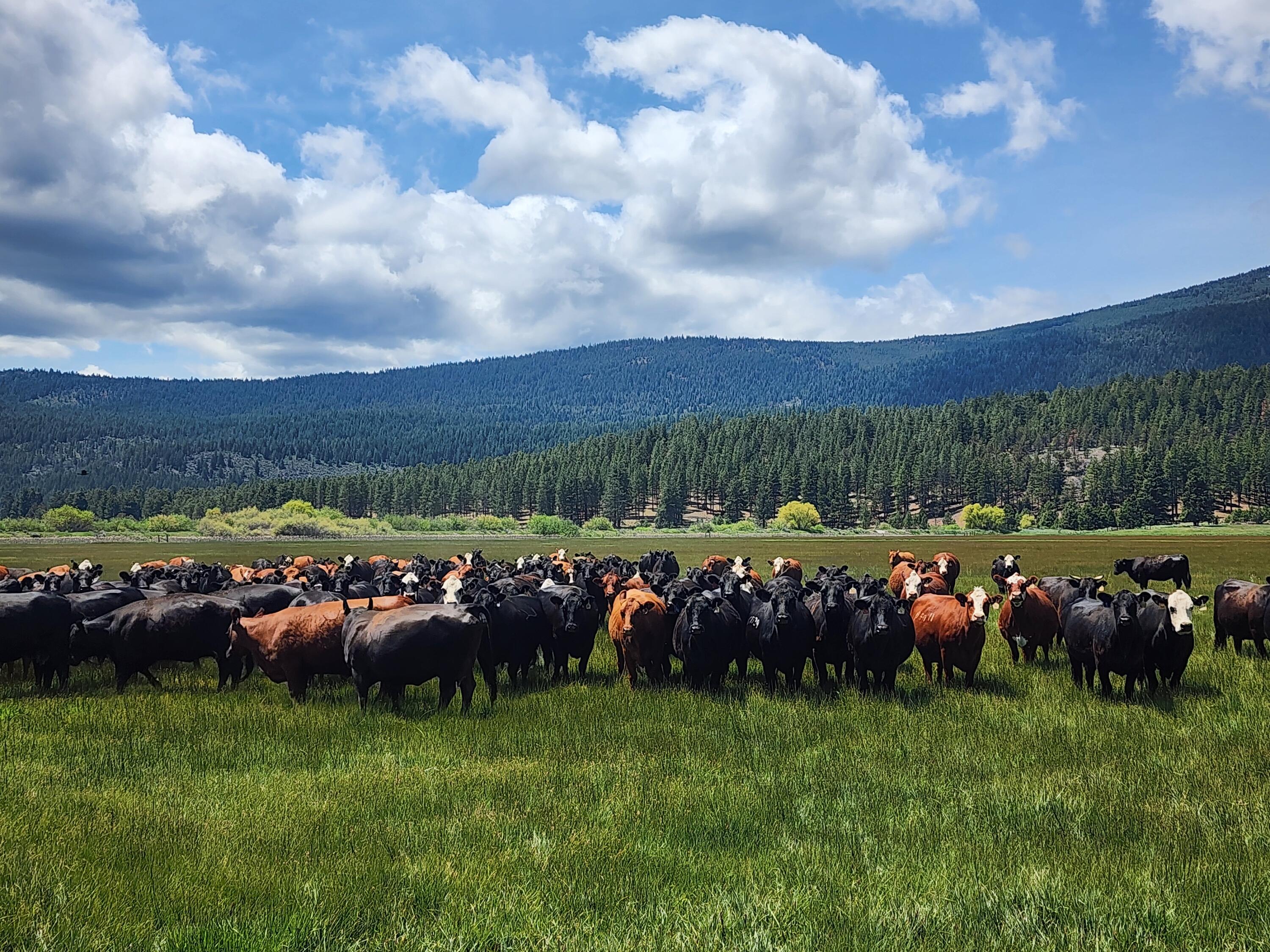 1827 West Ball Mountain Little Shasta Road Macdoel, CA 96058 - Photo 31 of 129 20250516_123805