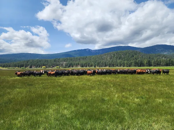 $8,500,000 | 1827 West Ball Mountain Little Shasta Road, Macdoel, CA 96058