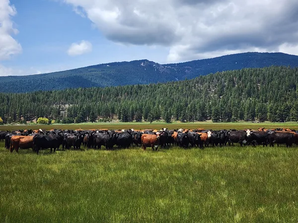 $8,500,000 | 1827 West Ball Mountain Little Shasta Road, Macdoel, CA 96058