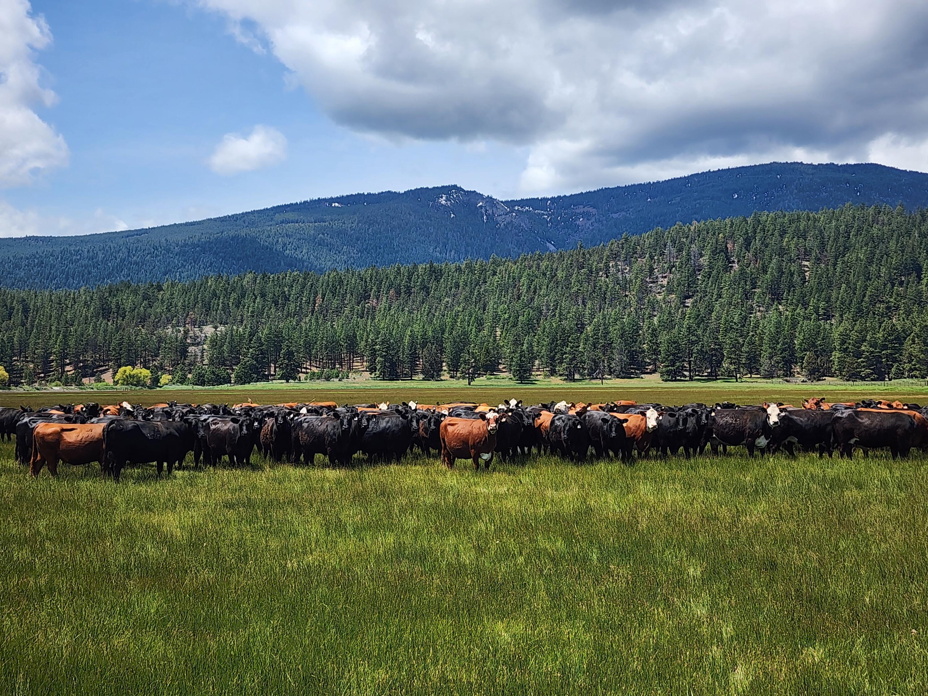 1827 West Ball Mountain Little Shasta Road Macdoel, CA 96058 - Photo 33 of 129 20250516_124130