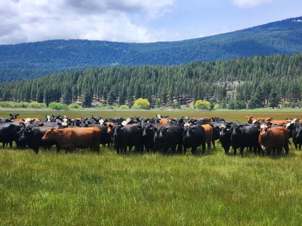 $8,500,000 | 1827 West Ball Mountain Little Shasta Road, Macdoel, CA 96058