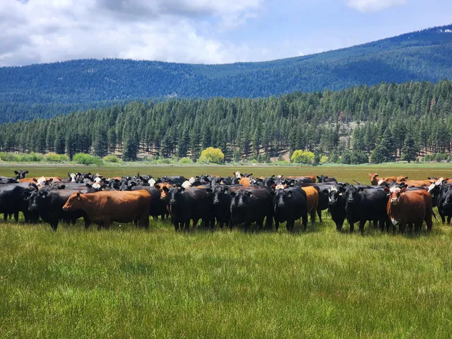 $8,500,000 | 1827 West Ball Mountain Little Shasta Road, Macdoel, CA 96058