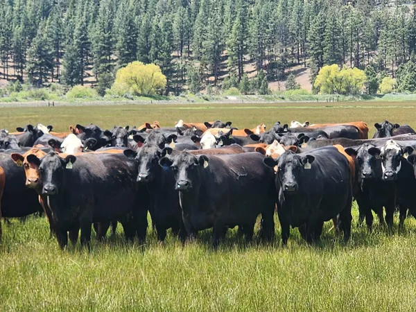 $8,500,000 | 1827 West Ball Mountain Little Shasta Road, Macdoel, CA 96058