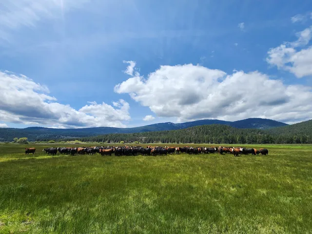 $8,500,000 | 1827 West Ball Mountain Little Shasta Road, Macdoel, CA 96058