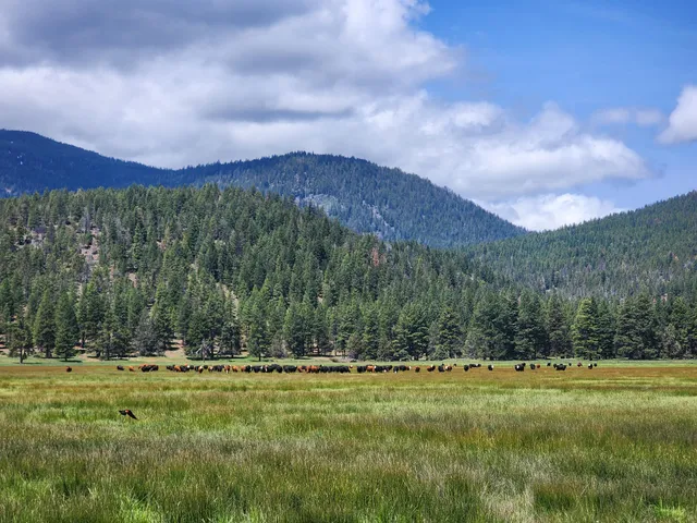 $8,500,000 | 1827 West Ball Mountain Little Shasta Road, Macdoel, CA 96058