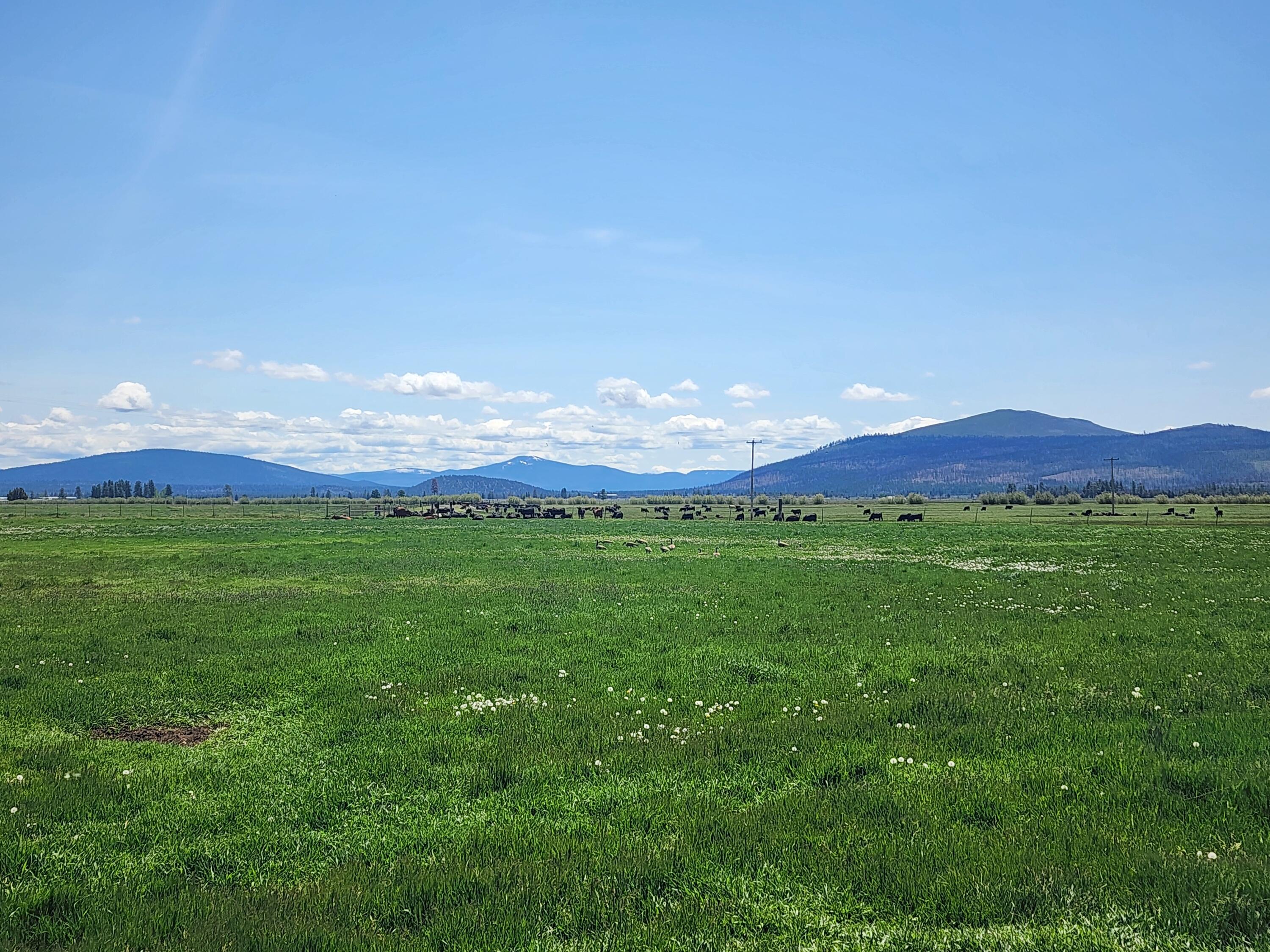 1827 West Ball Mountain Little Shasta Road Macdoel, CA 96058 - Photo 49 of 129 20250516_121102