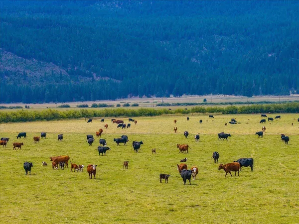 $8,500,000 | 1827 West Ball Mountain Little Shasta Road, Macdoel, CA 96058