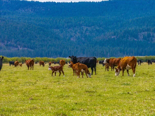 $8,500,000 | 1827 West Ball Mountain Little Shasta Road, Macdoel, CA 96058