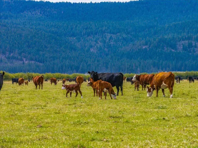 $8,500,000 | 1827 West Ball Mountain Little Shasta Road, Macdoel, CA 96058