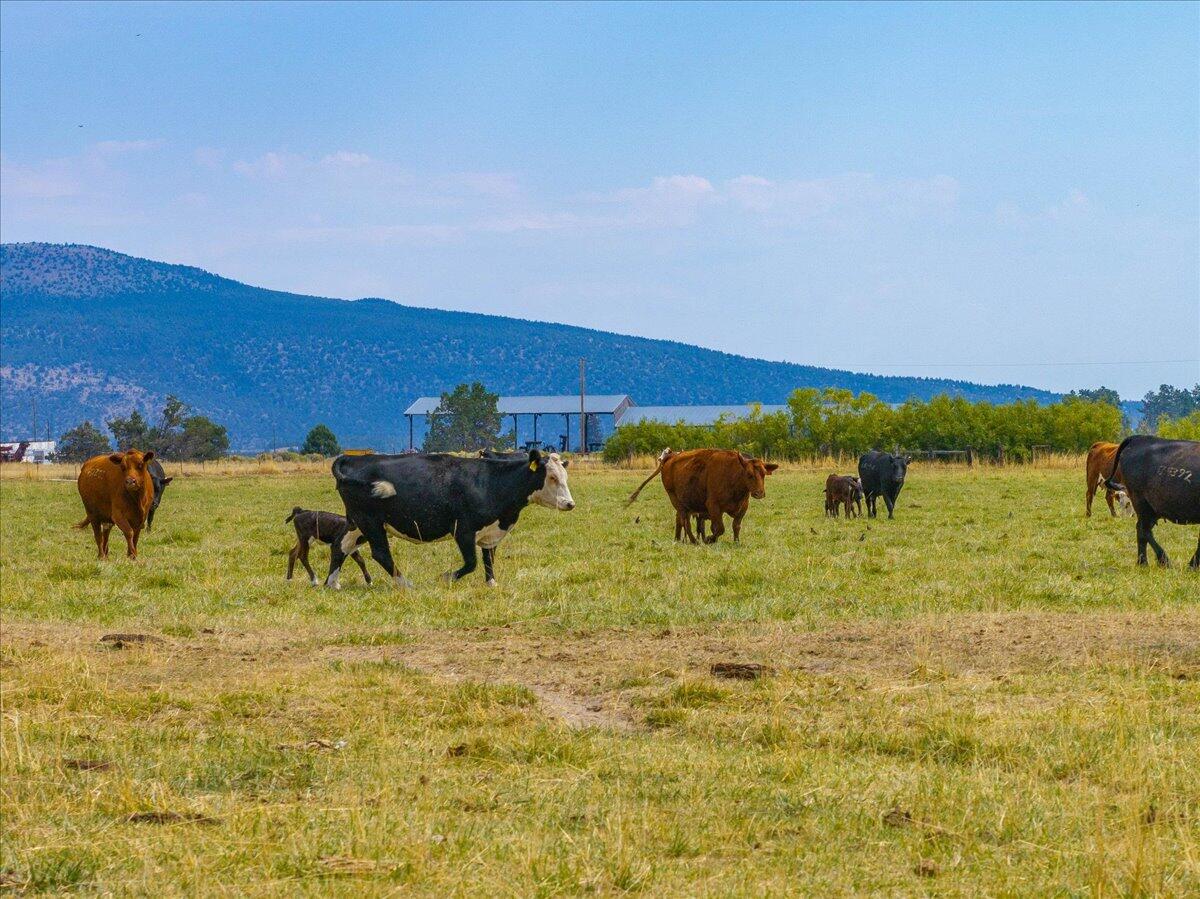 1827 West Ball Mountain Little Shasta Road Macdoel, CA 96058 - Photo 65 of 129 011-Prather Ranch - E-11