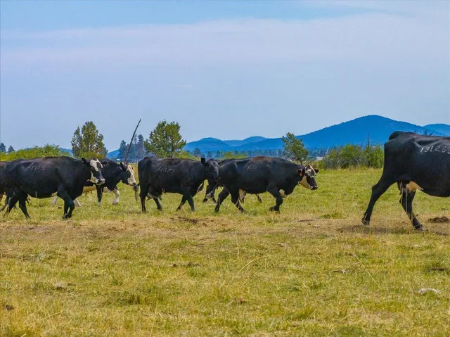 $8,500,000 | 1827 West Ball Mountain Little Shasta Road, Macdoel, CA 96058