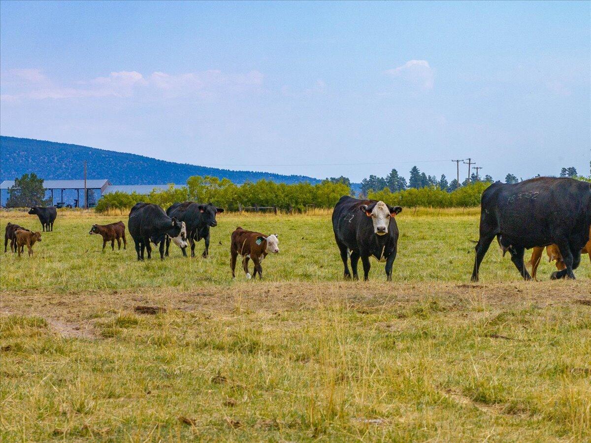 1827 West Ball Mountain Little Shasta Road Macdoel, CA 96058 - Photo 67 of 129 013-Prather Ranch - E-13