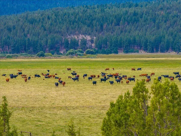 $8,500,000 | 1827 West Ball Mountain Little Shasta Road, Macdoel, CA 96058