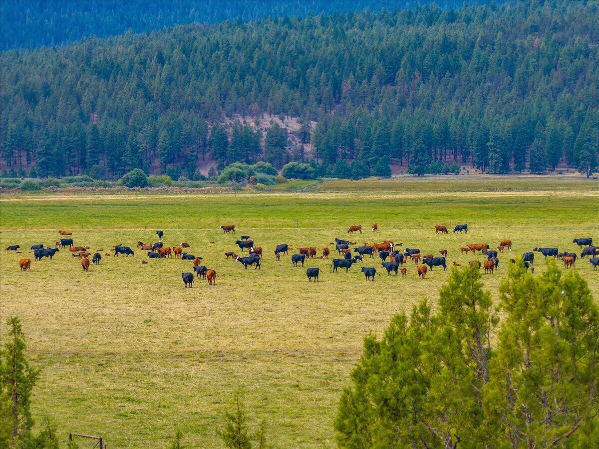 1827 West Ball Mountain Little Shasta Road Macdoel, CA 96058 - Photo 69 of 129 015-Prather Ranch - E-15