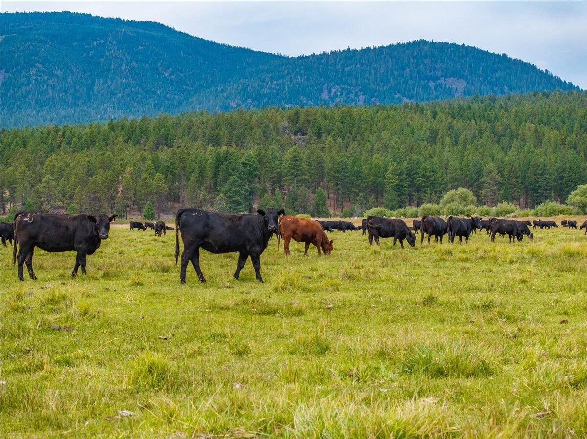 1827 West Ball Mountain Little Shasta Road Macdoel, CA 96058 - Photo 73 of 129 022-Prather Ranch - E-22