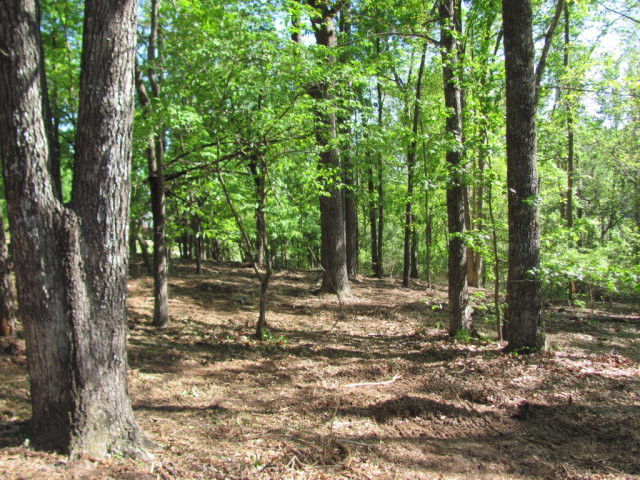 201 Lady Banks Road Aiken, SC 29803 - Photo 3 of 6