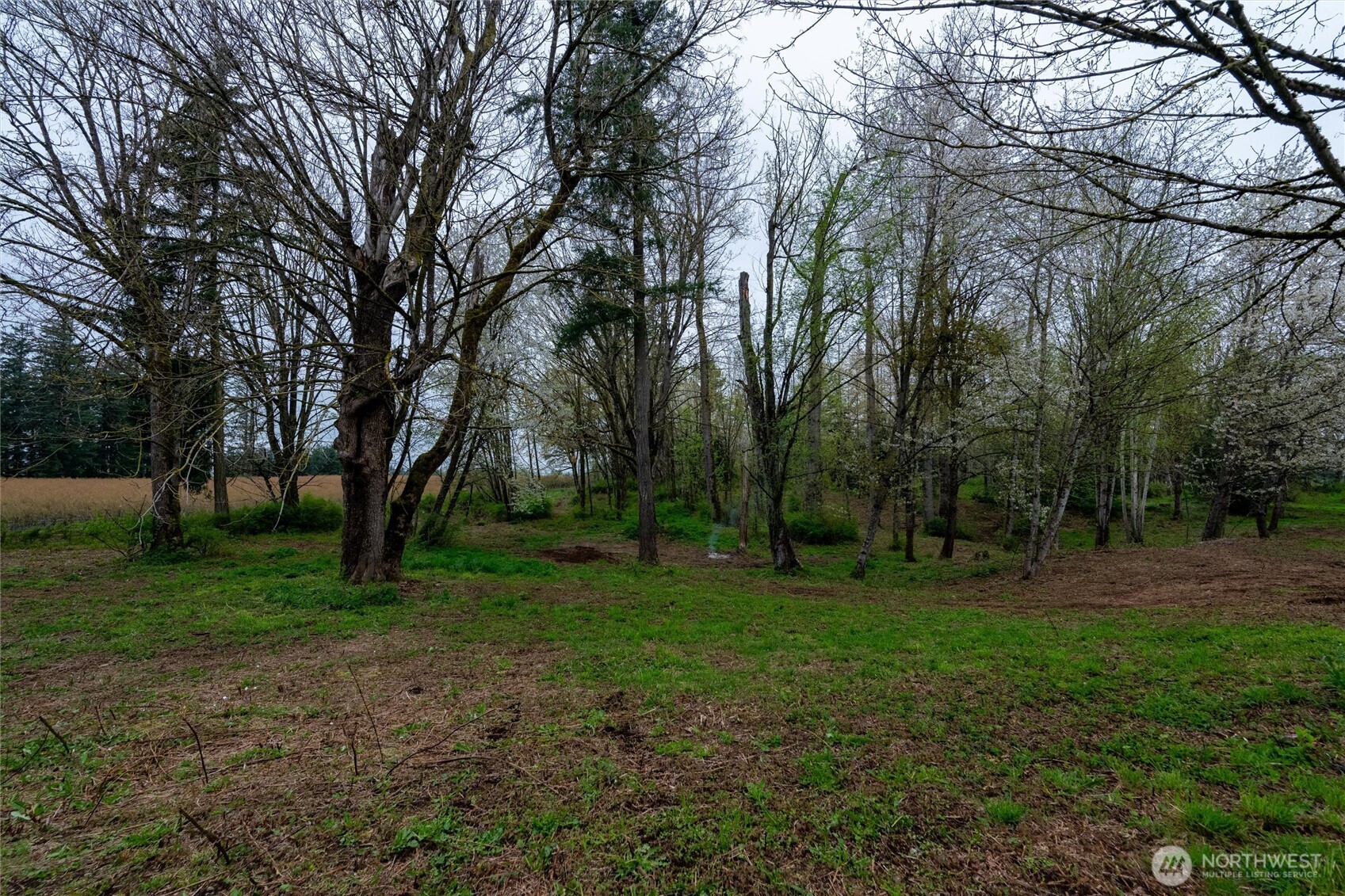1822 East Pole Road Everson, WA 98247 - Photo 3 of 20 a view of a trees in a park