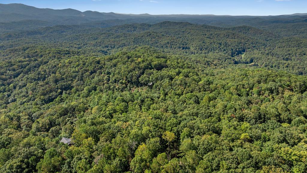 516 Crawford Road Blairsville, GA 30512 - Photo 13 of 49 a view of a lush green forest with lush green forest