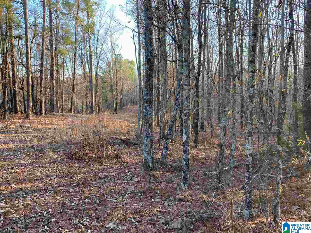 0 Florida Road, Unit 20 ACRES Pell City, AL 35125 - Photo 5 of 6 Gallery Image 5