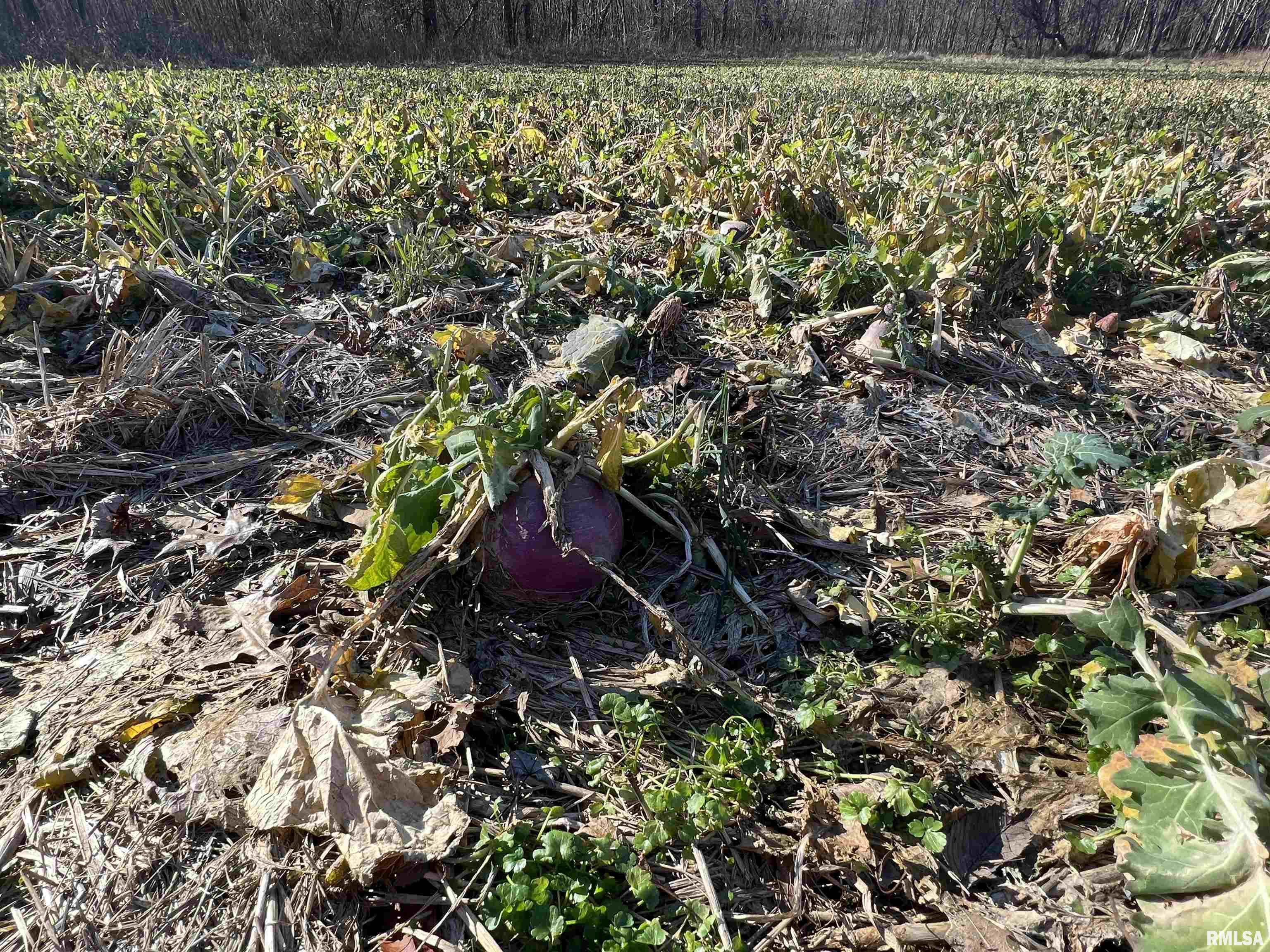0 East Clay Road Noble, IL 62868 - Photo 22 of 48