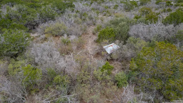 a view of a forest with lots of trees