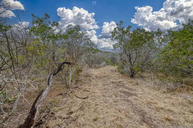 a view of a forest with trees
