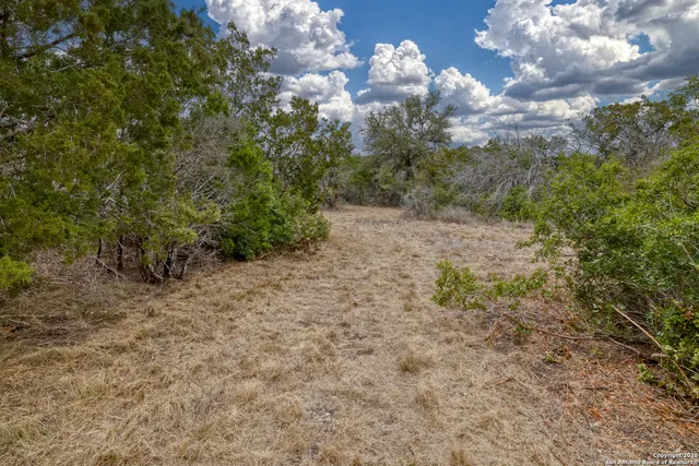 a view of a dry yard with trees