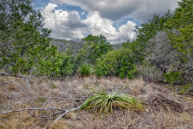 a view of a forest with trees