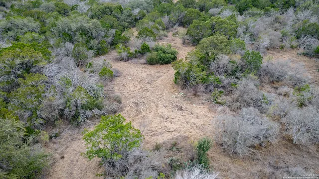 a view of a forest with trees all around