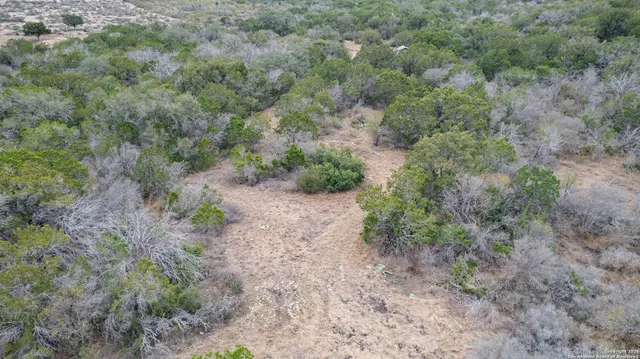 a view of a yard in a forest