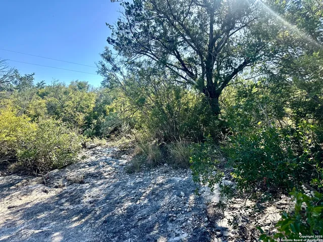 a view of a forest with trees in the background