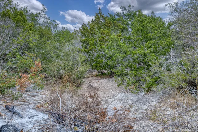 a view of a forest that has a tree