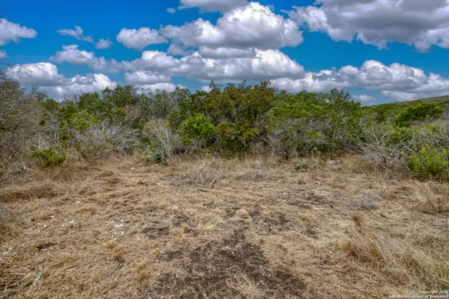 a view of a bunch of trees
