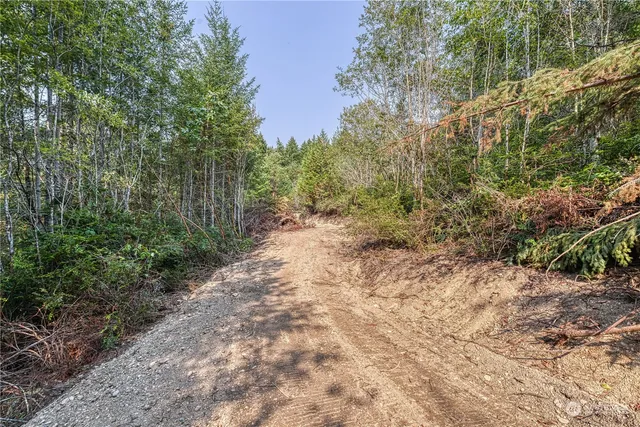 a view of a forest with trees in the background
