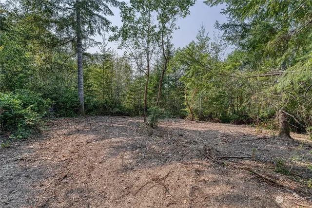 a view of a forest with trees in the background