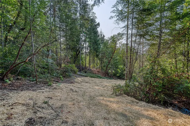 a view of a forest with trees in the background