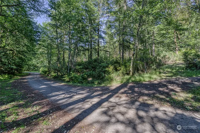 a view of a forest with trees