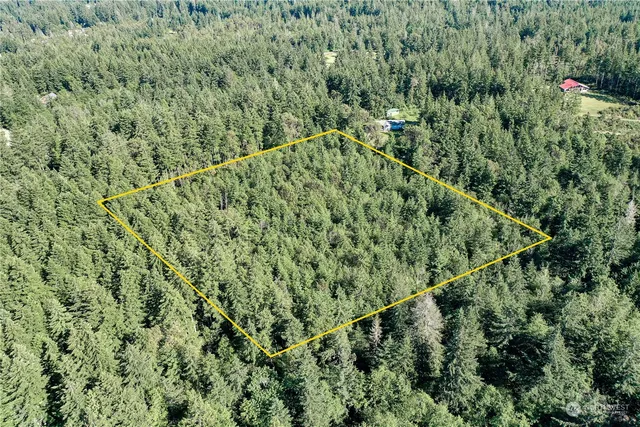 a picture of a tree with a plant