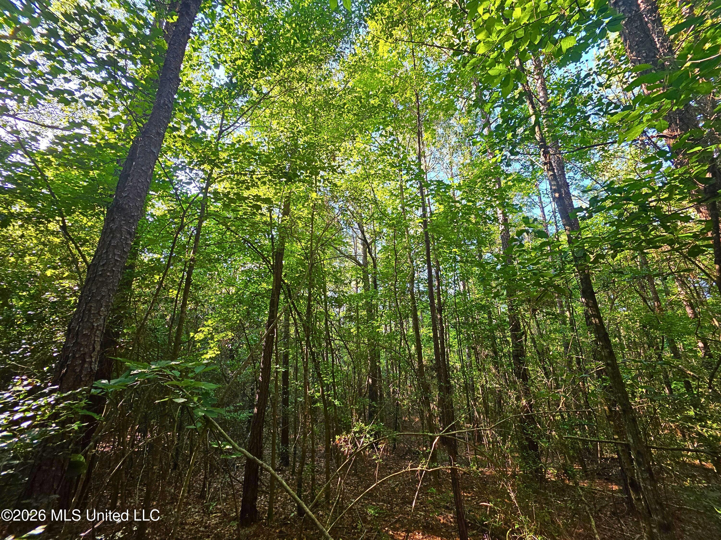 Hamilton Road Prentiss, MS 39474 - Photo 5 of 32 33643