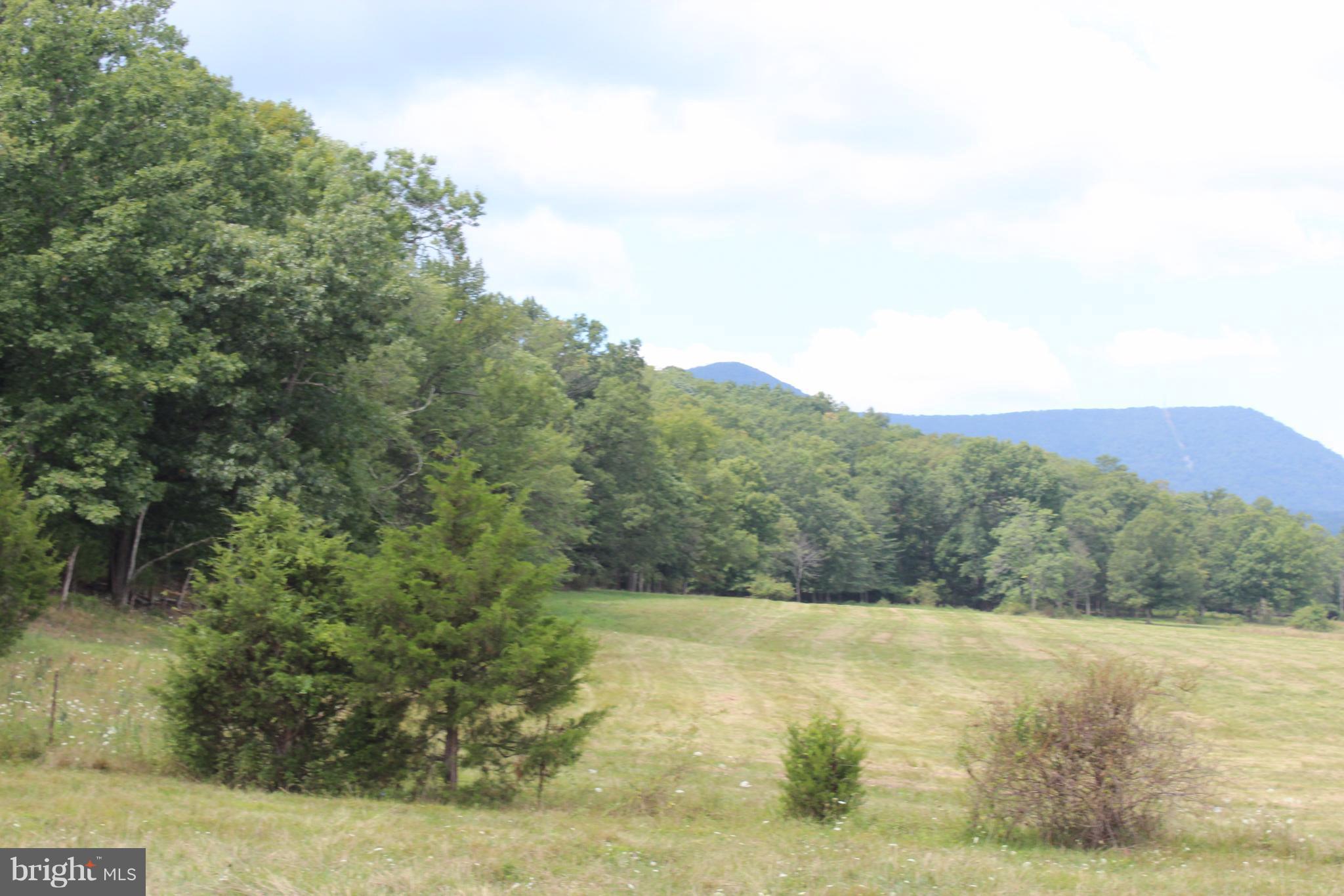 12 Cattle Crossing Road Front Royal, VA 22630 - Photo 5 of 23 a view of a forest with trees in the background