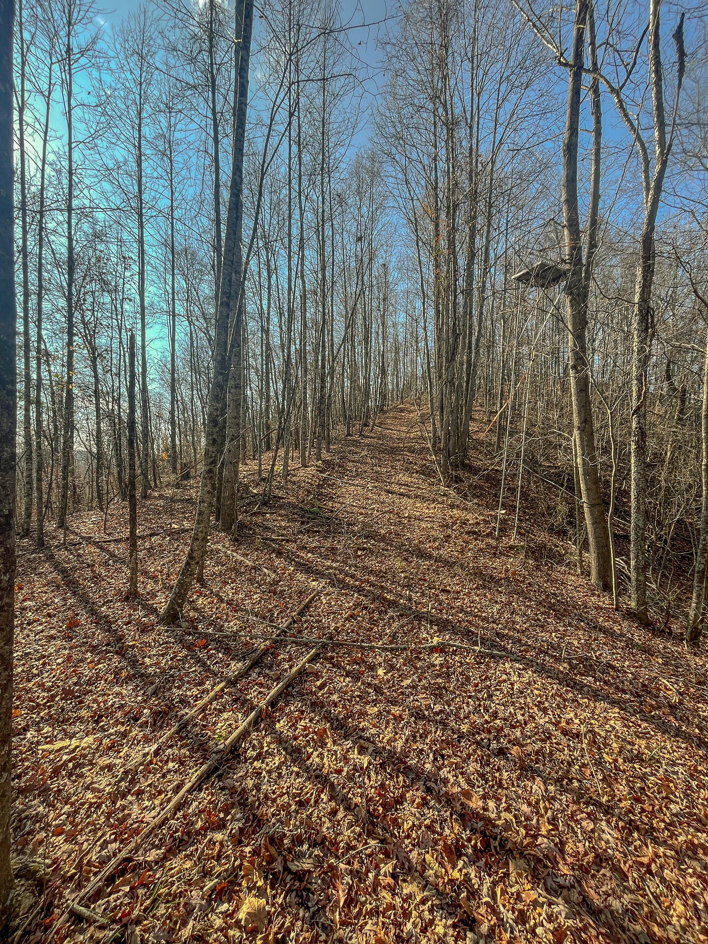 0 Proffitt Hill Lane Decatur, TN 37322 - Photo 36 of 45 Gallery Image 36